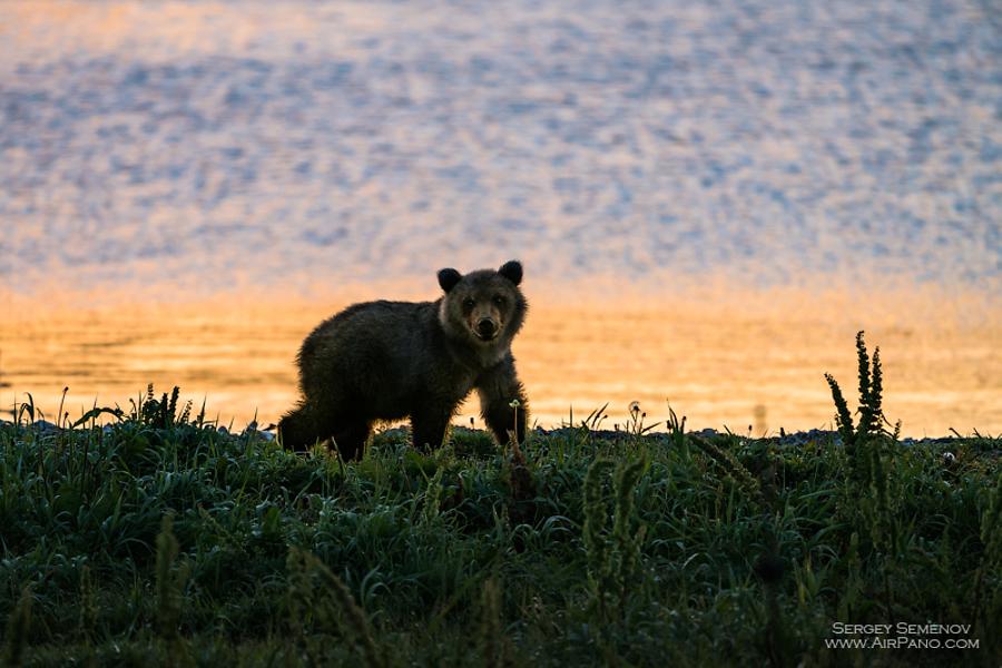 Bears in the Kronotsky Reserve, Kamchatka (AP) | Special Information ...